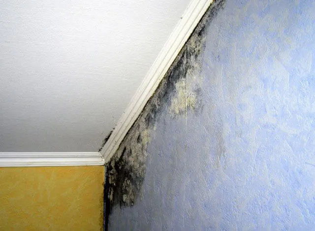 Плесень на потолке: как избавиться от грибка на потолке в ванной комнате,  обработка, как убрать, удалить грибок и плесень в квартире, как вывести,  чем обработать